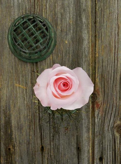 SWEET AKITO  LIGHT PINK ROSES